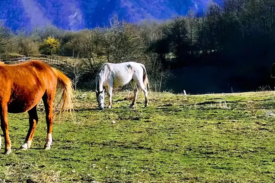 ergela konja kk velenici - adventure tara